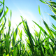 Image for article titled How to Awaken Your Lawn from Its Winter Slumber